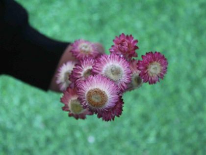 dried-pink-strawflower-bunch