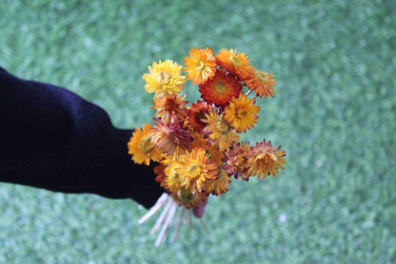 dried-yellow-strawflower-bunch