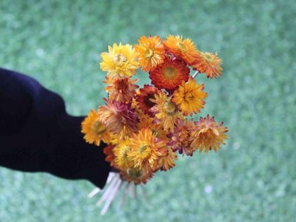 dried-yellow-strawflower-bunch