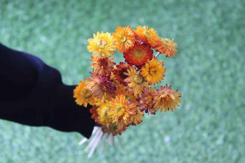 dried-yellow-strawflower-bunch