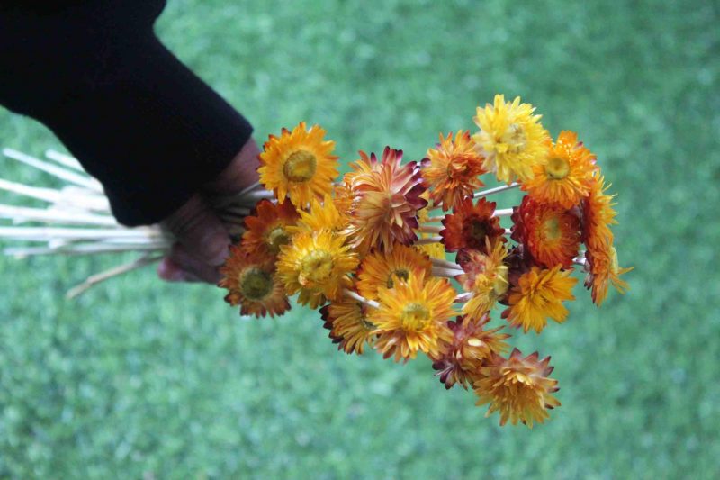 dried-yellow-strawflower-bunch