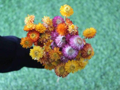 dried-mix-strawflower-bunch