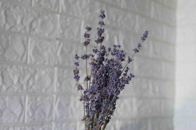 dried-lavender-bunch