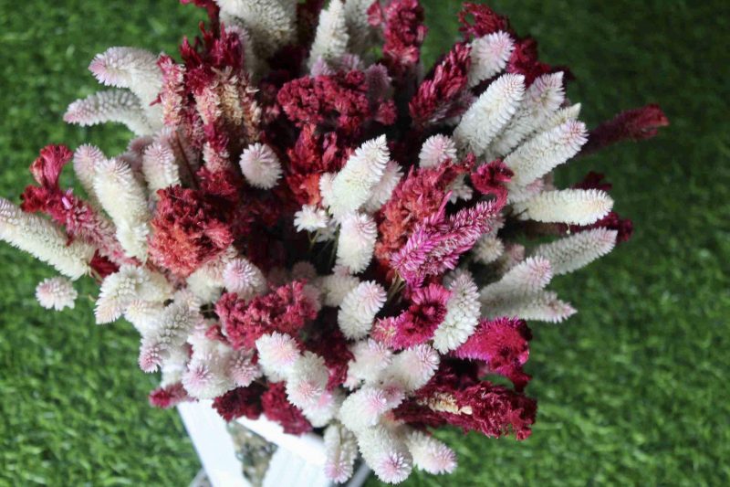 White_Maroon_big_Dried_flowers_bunch