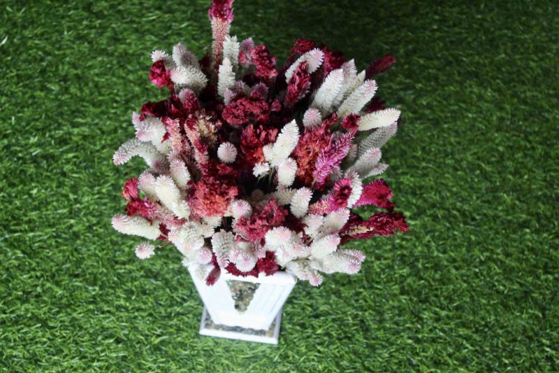 White_Maroon_big_Dried_flowers_bunch