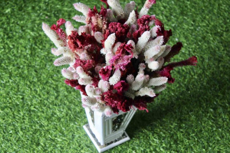 White_Maroon_big_Dried_flowers_bunch