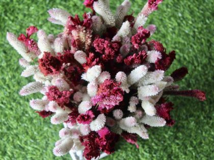 White_Maroon_big_Dried_flowers_bunch