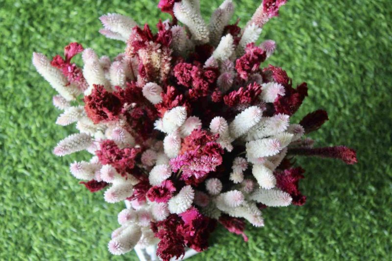 White_Maroon_big_Dried_flowers_bunch