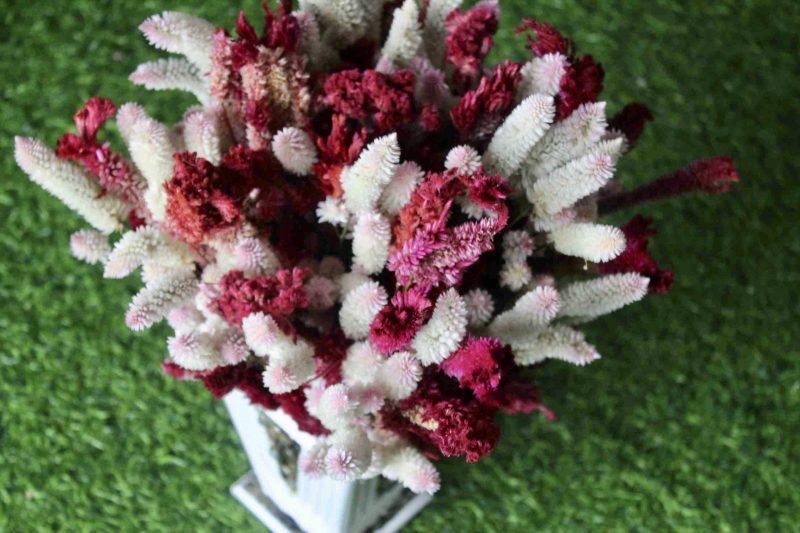 White_Maroon_big_Dried_flowers_bunch