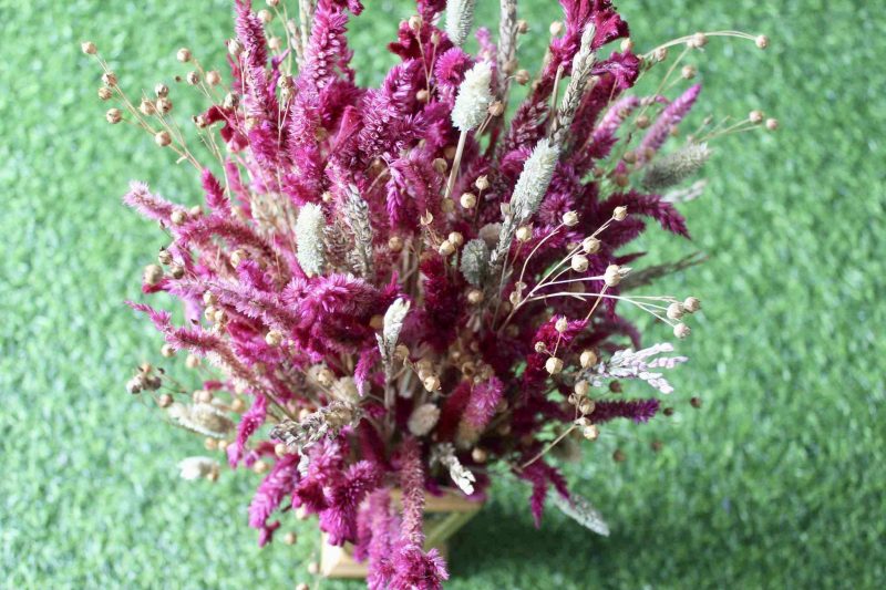 Magenta _Wheat _big _flowers _bunch