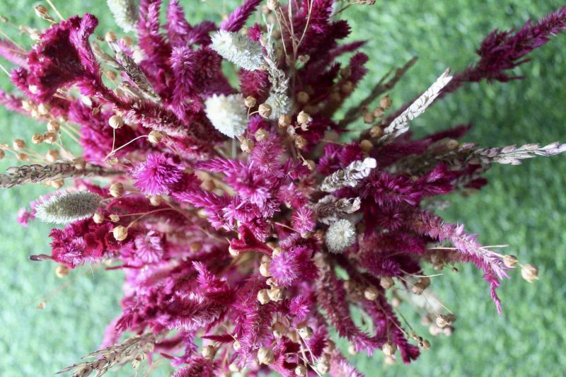 Magenta _Wheat _big _flowers _bunch