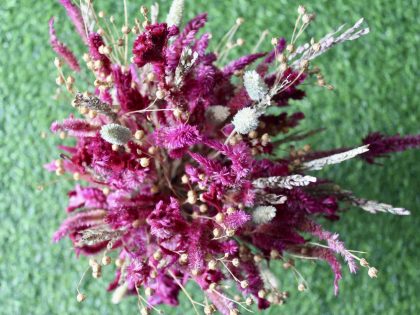 Magenta _Wheat _big _flowers _bunch