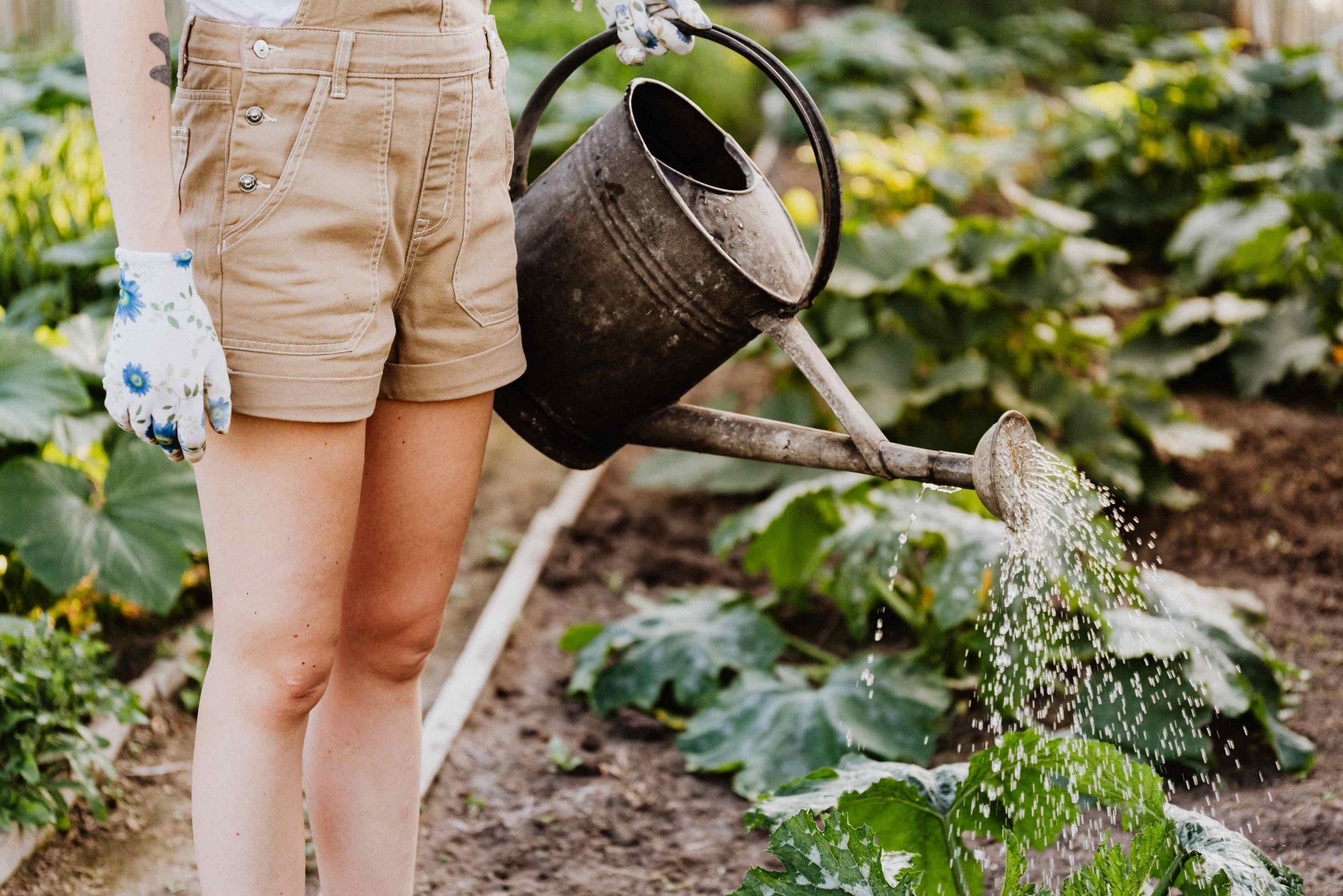 Things You Should Never Ignore While Making Your Home Garden