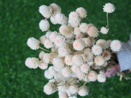 dried-white-gomphrena-bunch