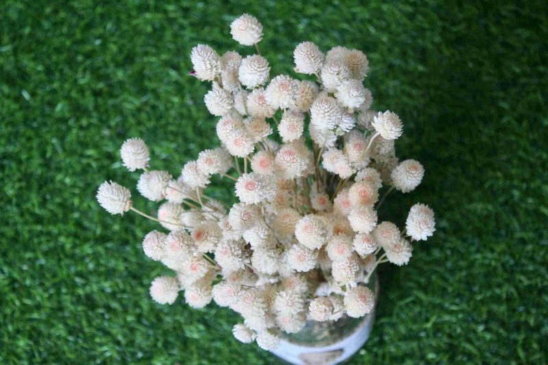 dried-white-gomphrena-bouquet