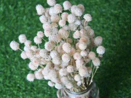 dried-white-gomphrena-bouquet