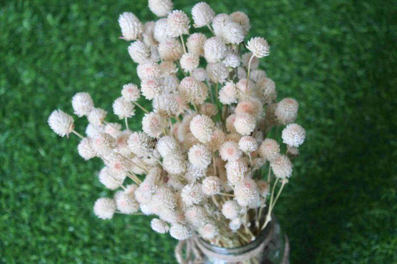 dried-white-gomphrena-bouquet