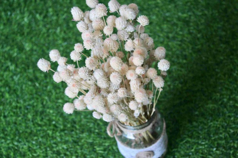 dried-white-gomphrena-bouquet