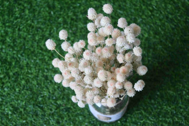 dried-white-gomphrena-bouquet