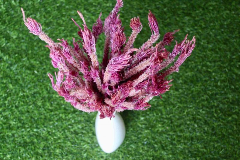 dried-taffy-pink-celosia-flowers-bunch