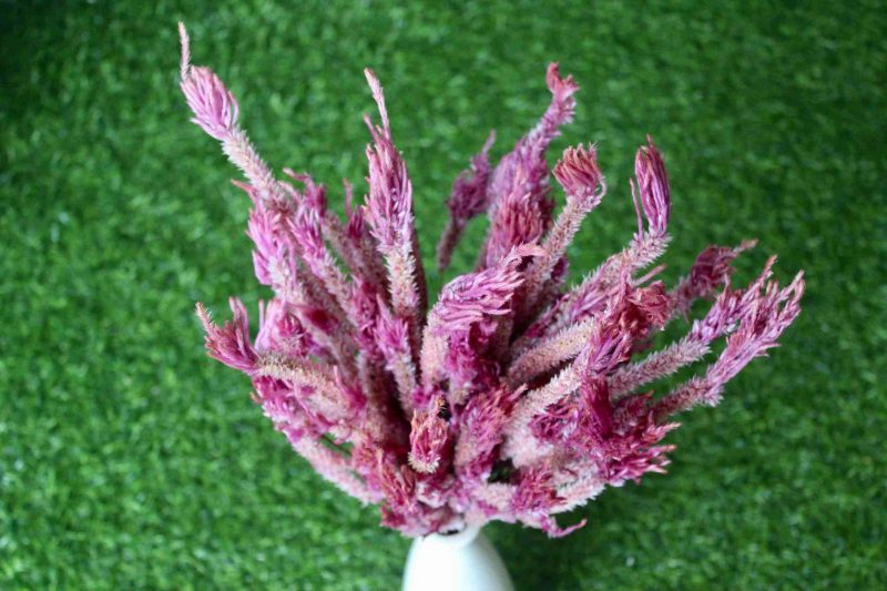 dried-taffy-pink-celosia-flowers-bunch