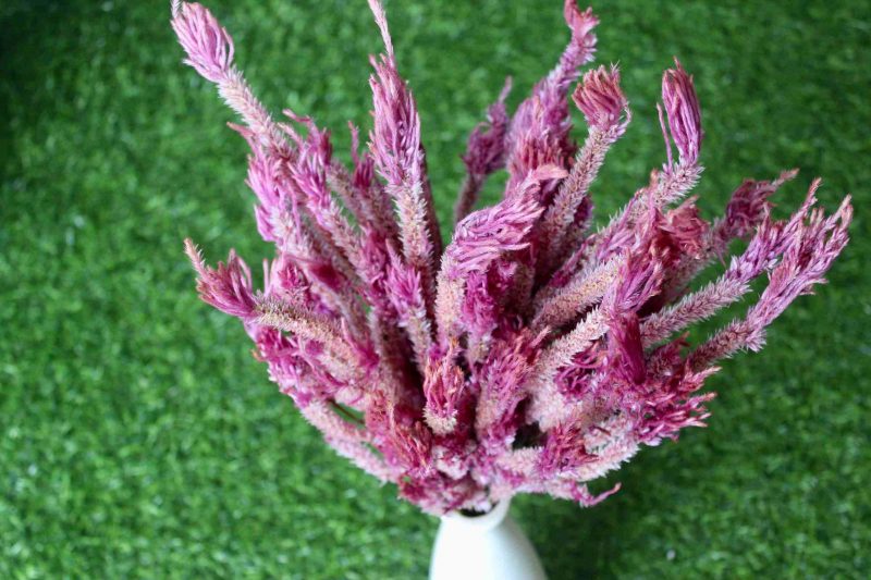 dried-taffy-pink-celosia-flowers-bunch