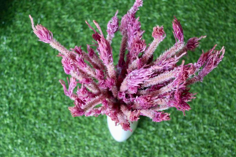 dried-taffy-pink-celosia-flowers-bunch