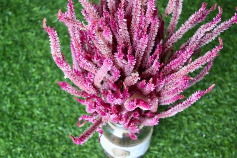 dried-pink-celosia-flowers-bunch