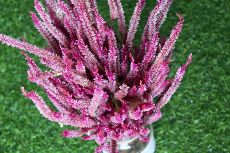 dried-pink-celosia-flowers-bunch