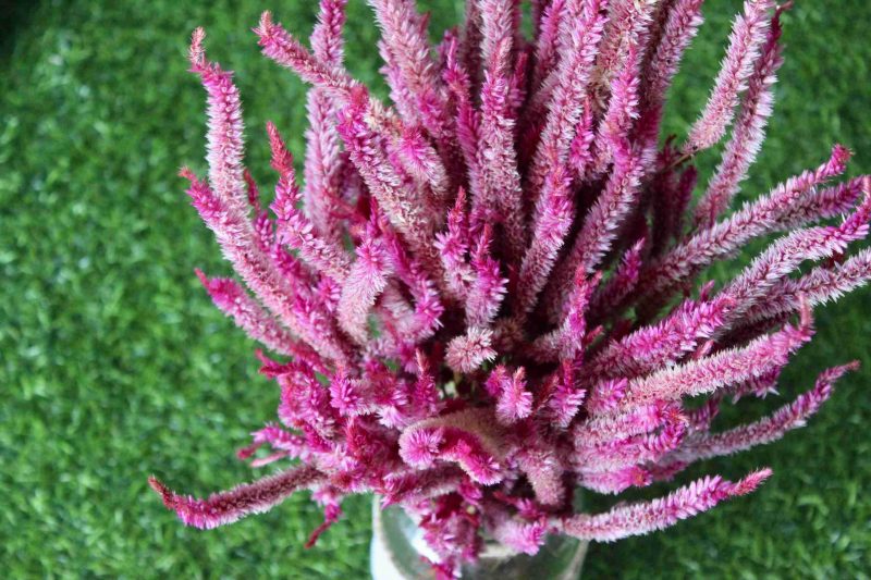 dried-pink-celosia-flowers-bunch