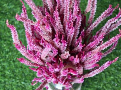 dried-pink-celosia-flowers-bunch