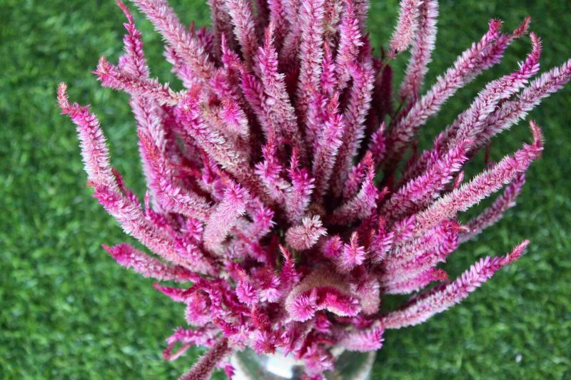 dried-pink-celosia-flowers-bunch