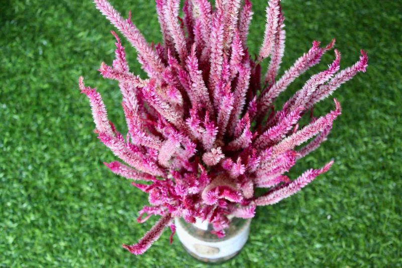 dried-pink-celosia-flowers-bunch