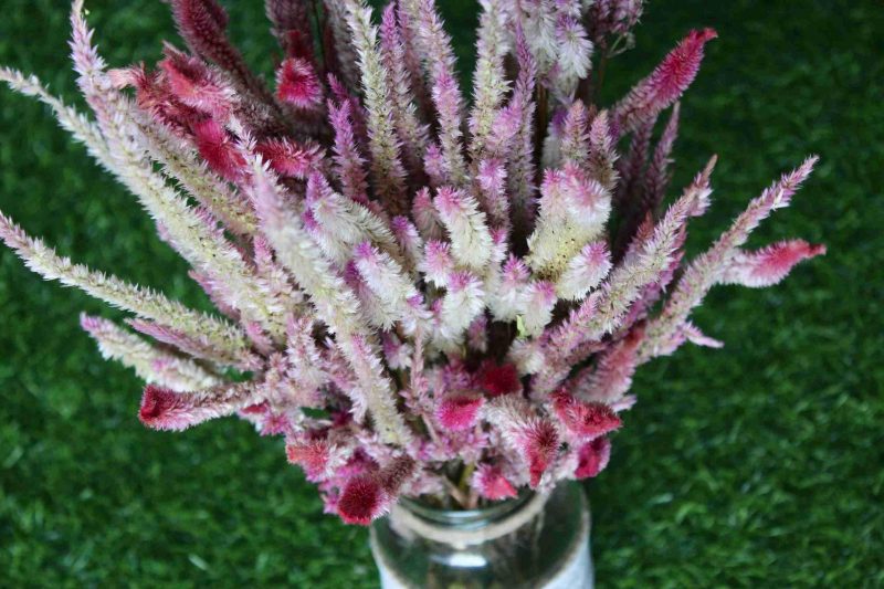 dried-baby-pink-celosia-flowers-bunch