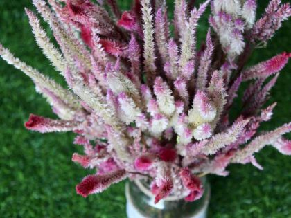 dried-baby-pink-celosia-flowers-bunch