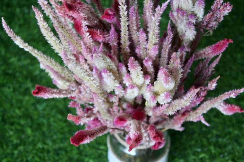 dried-baby-pink-celosia-flowers-bunch