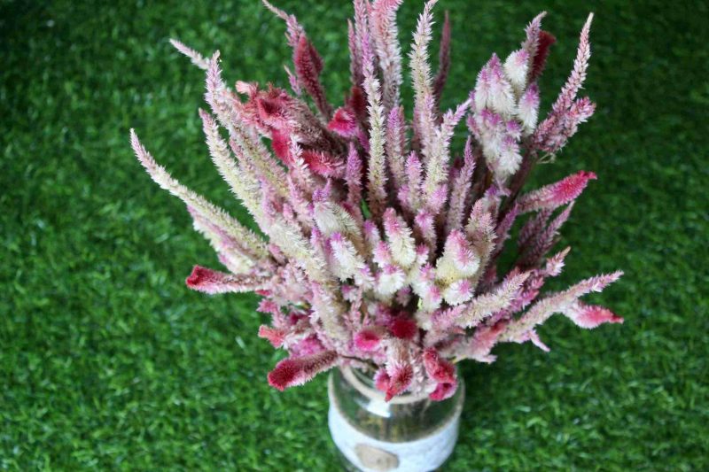 dried-baby-pink-celosia-flowers-bunch