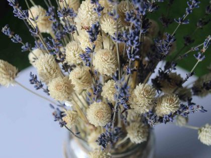 Dried_lavender_white_Flowers_Bouquet