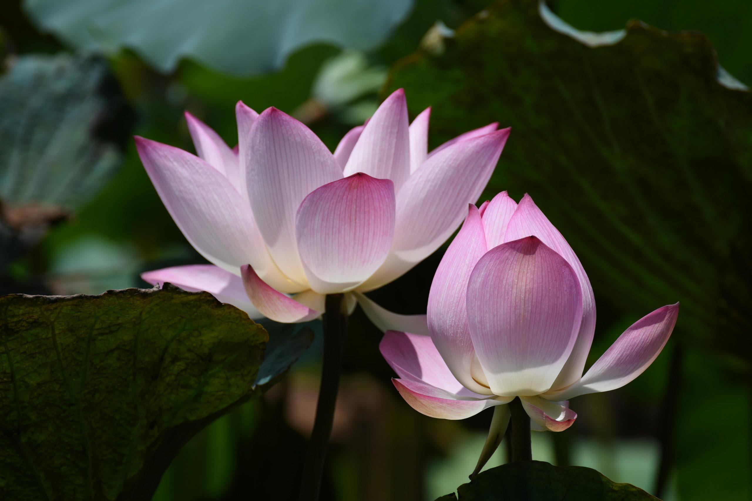 Reiki and the Role of Flowers in Energy Healing