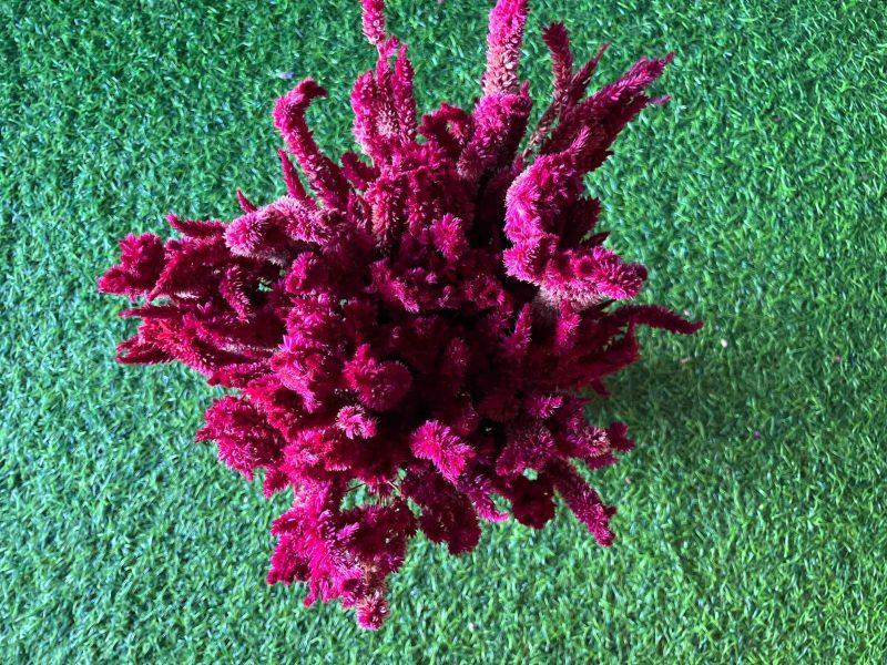 Dried_Burgundy_Celosia_Flowers_Bunch