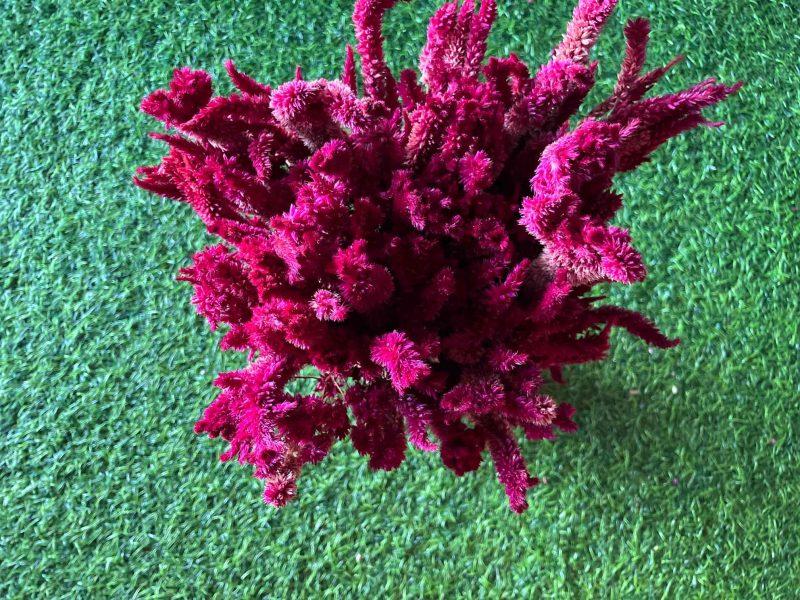 Dried_Burgundy_Celosia_Flowers_Bunch