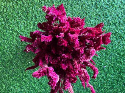 Dried_Burgundy_Celosia_Flowers_Bunch