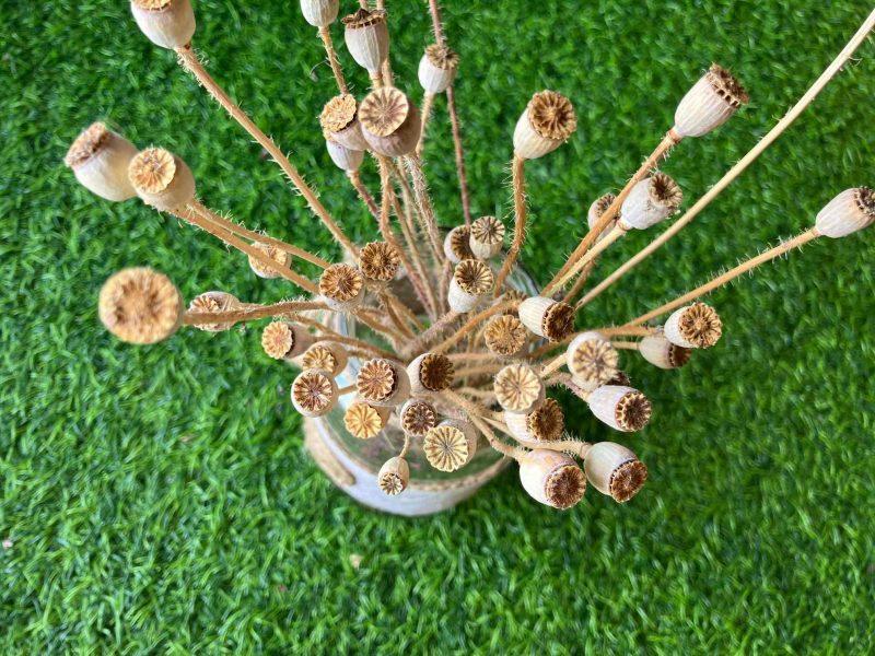 Dried_Poppy_Seed_Pods